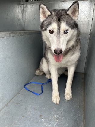 Wolfie, a Husky, available for adoption