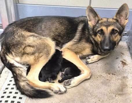 Maya + Puppies, a German Shepherd, available for adoption