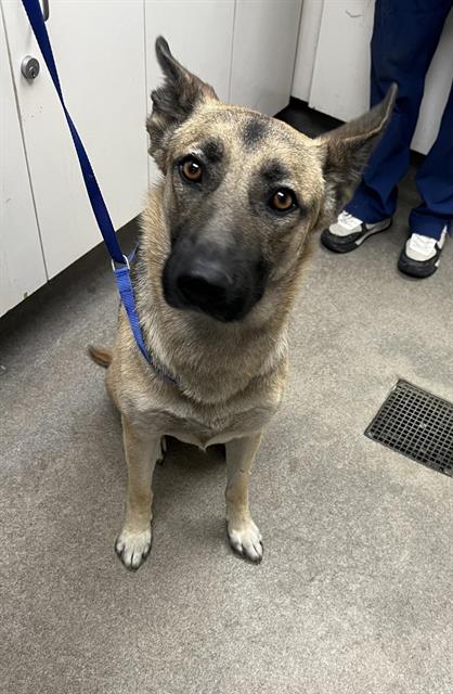 Tawny, a Belgian Shepherd Malinois (mix breed), available for adoption