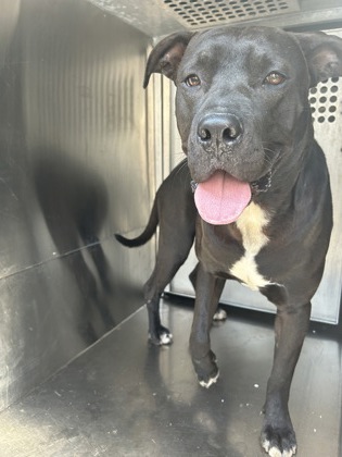 Mickey, a Pit Bull Terrier, available for adoption