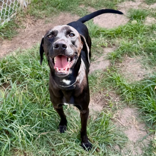 Bisquit, a Labrador Retriever (mix breed), available for adoption