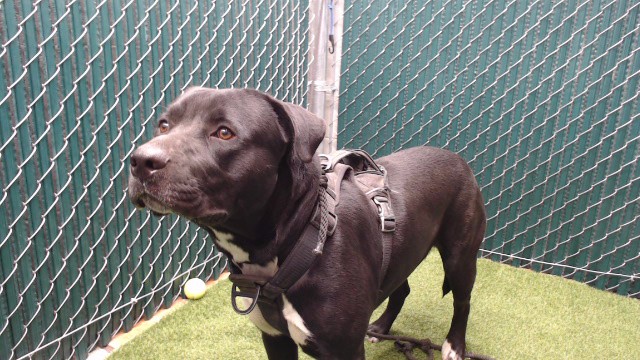 Oreo, a Labrador Retriever, available for adoption