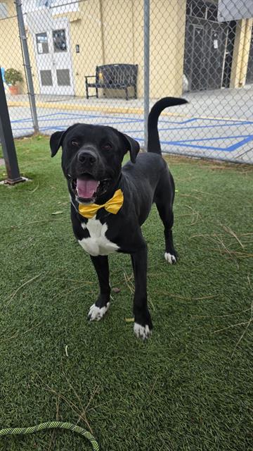 Oreo, a Labrador Retriever, available for adoption