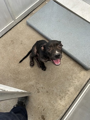 Lil Bro, a Terrier, available for adoption