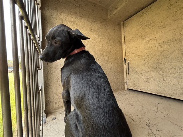 A481170, a Labrador Retriever, available for adoption