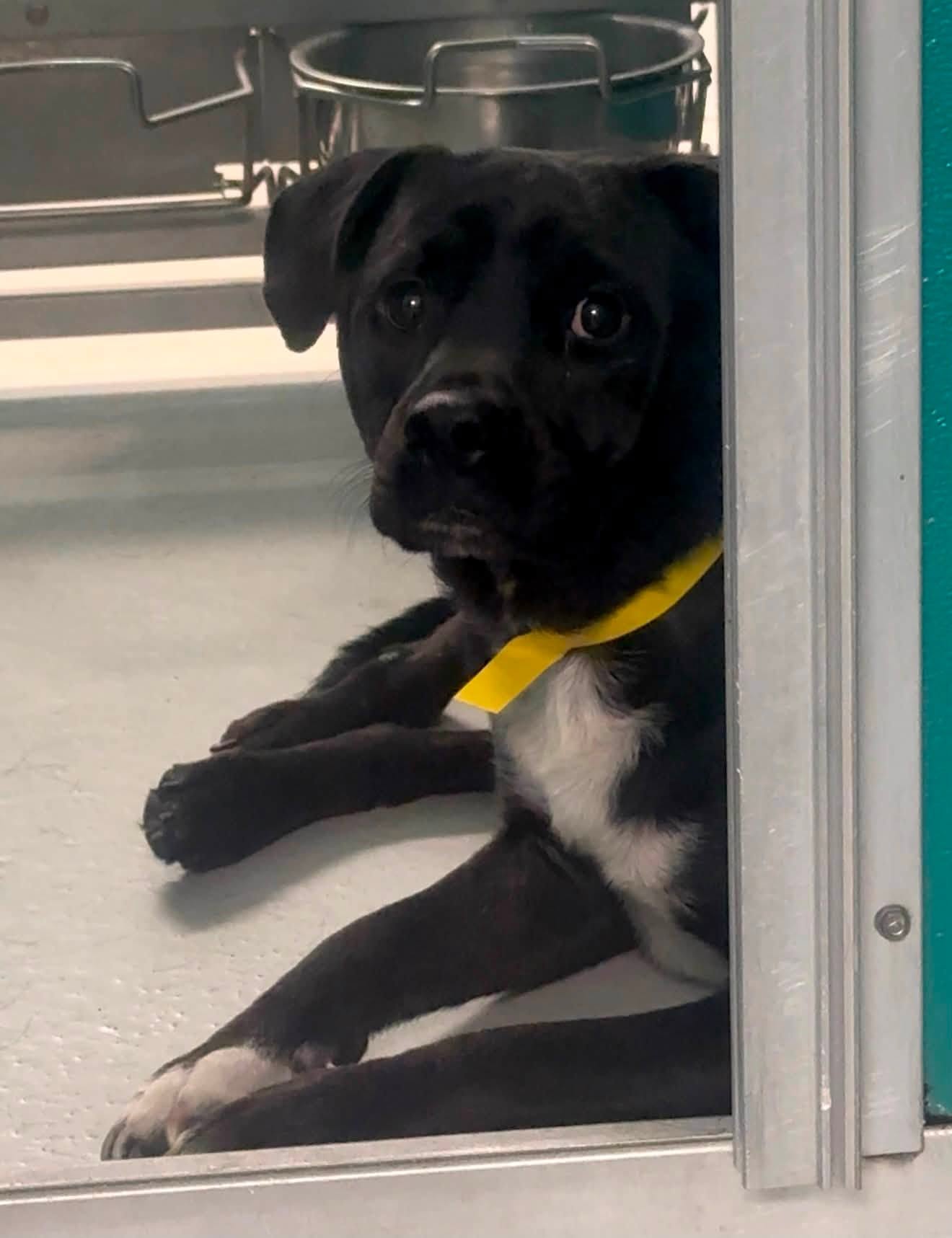 Rocko, a Labrador Retriever, available for adoption