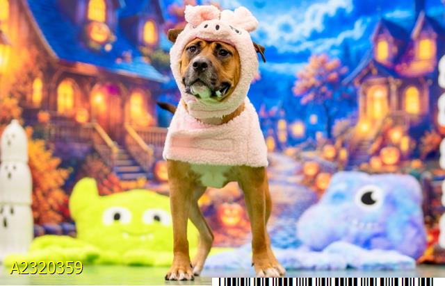 Draco, a Pit Bull Terrier (mix breed), available for adoption
