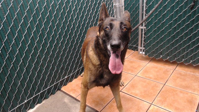 Spike, a Belgian Shepherd Malinois, available for adoption