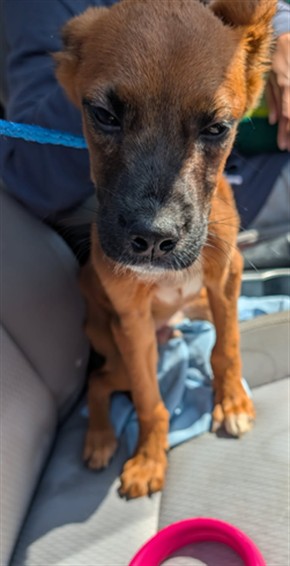 Donny, a Shepherd (mix breed), available for adoption