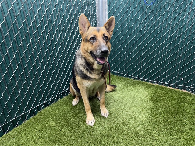 Lady, a German Shepherd, available for adoption