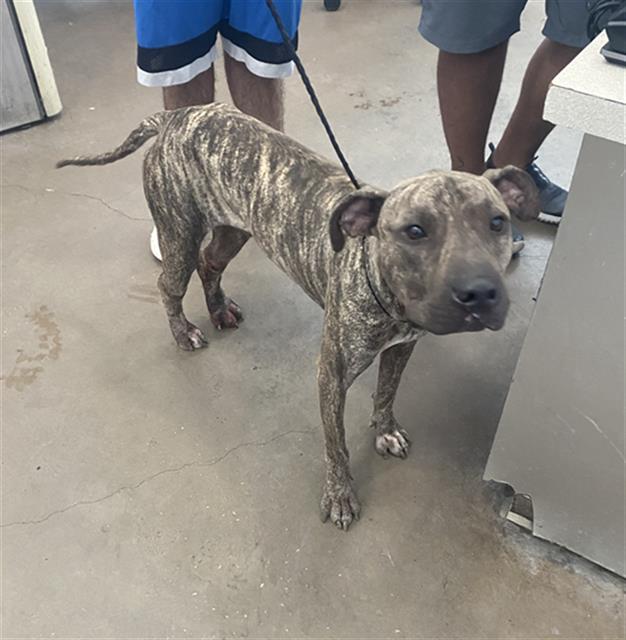 Duke, a Pit Bull Terrier (mix breed), available for adoption