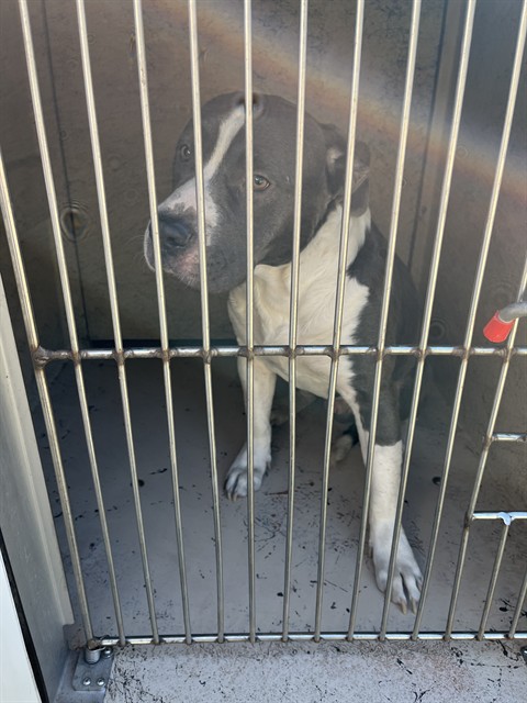 A481600, a Pit Bull Terrier (mix breed), available for adoption