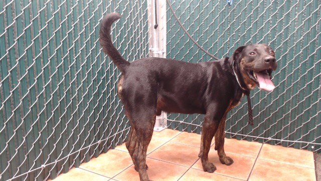 Hudson, a German Shepherd, available for adoption