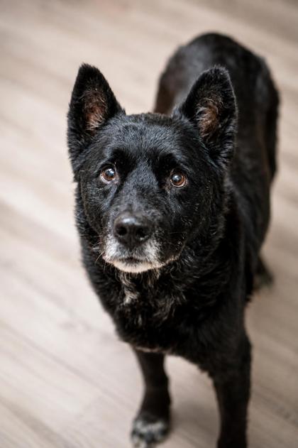 Cane, a Shepherd, available for adoption