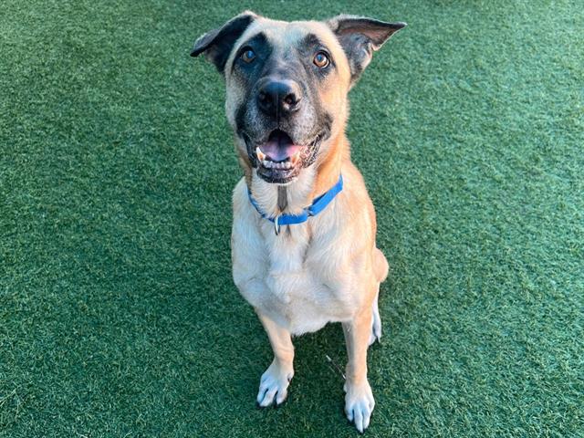 Oliver, a Anatolian Shepherd, available for adoption