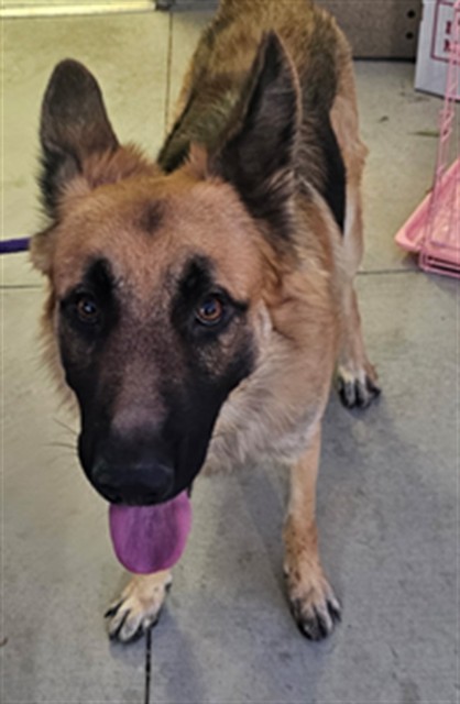 Seven, a German Shepherd, available for adoption