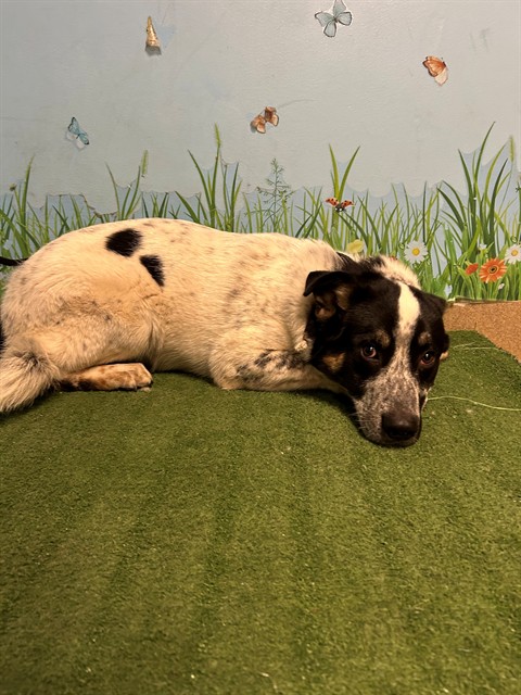 Peter, a Cattle Dog, available for adoption