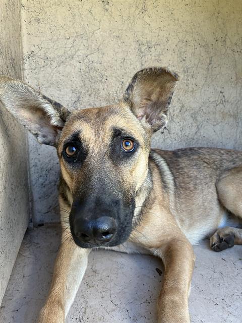 A481724, a German Shepherd (mix breed), available for adoption