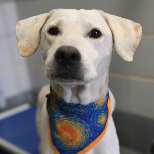 Odin, a Labrador Retriever (mix breed), available for adoption