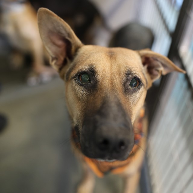 Perez, a Shepherd (mix breed), available for adoption