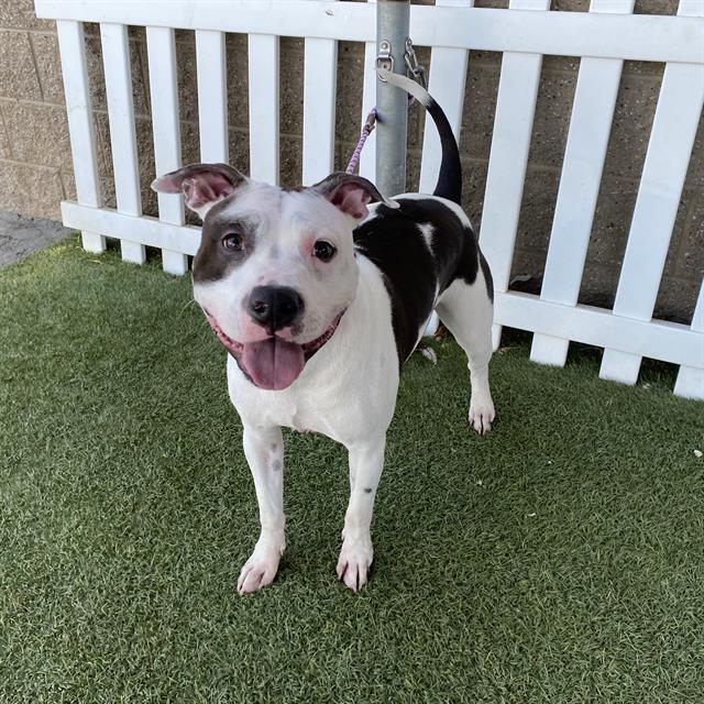 Pauly, a Pit Bull Terrier, available for adoption