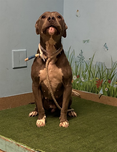 Josephine, a Bullmastiff, available for adoption
