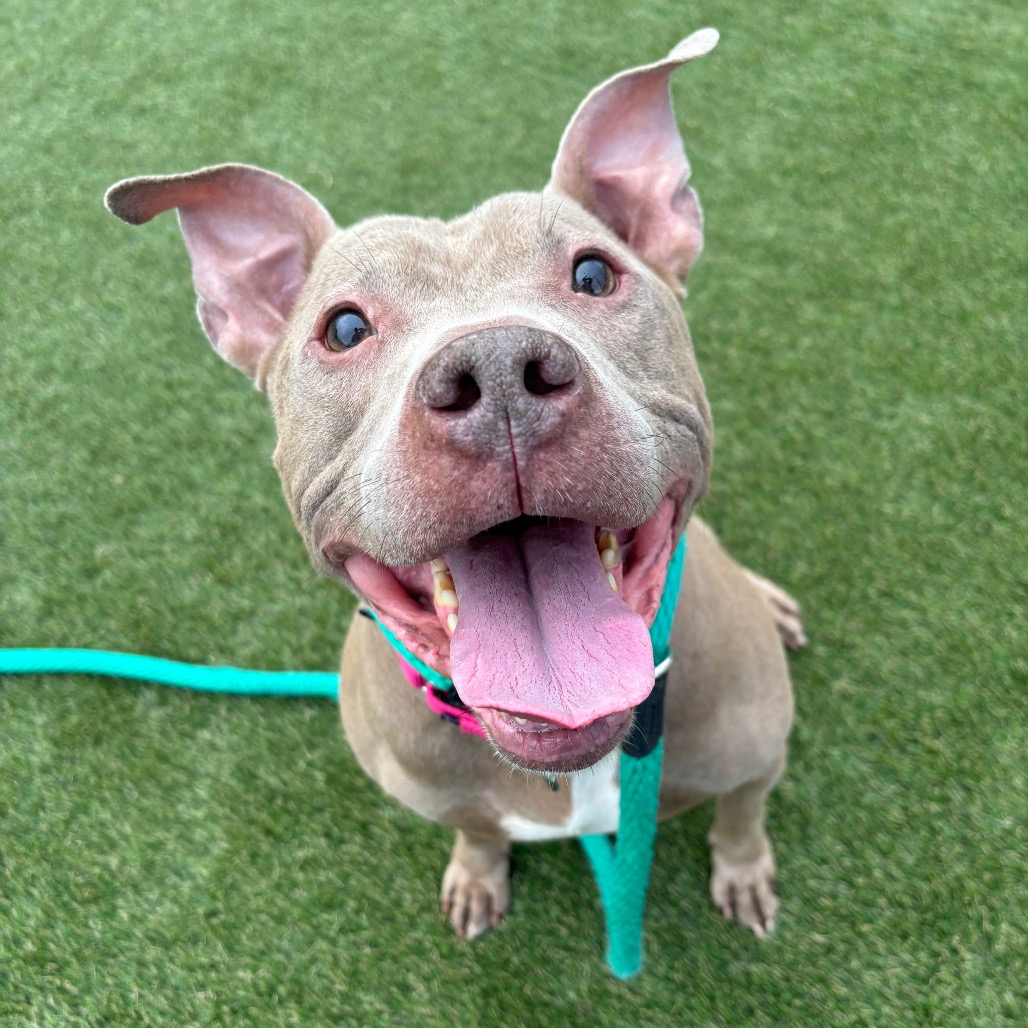 Rumble, a Pit Bull Terrier, available for adoption