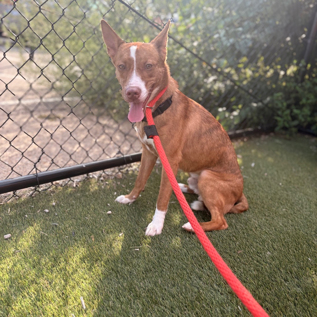 Legoshi, a Pit Bull Terrier, available for adoption