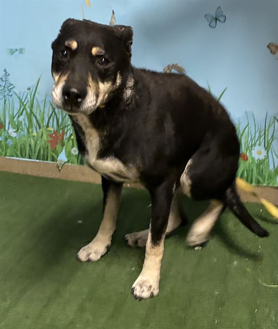 Ben Stiller, a Rottweiler, available for adoption