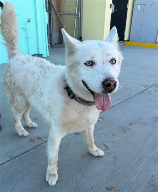 Max, a Siberian Husky, available for adoption