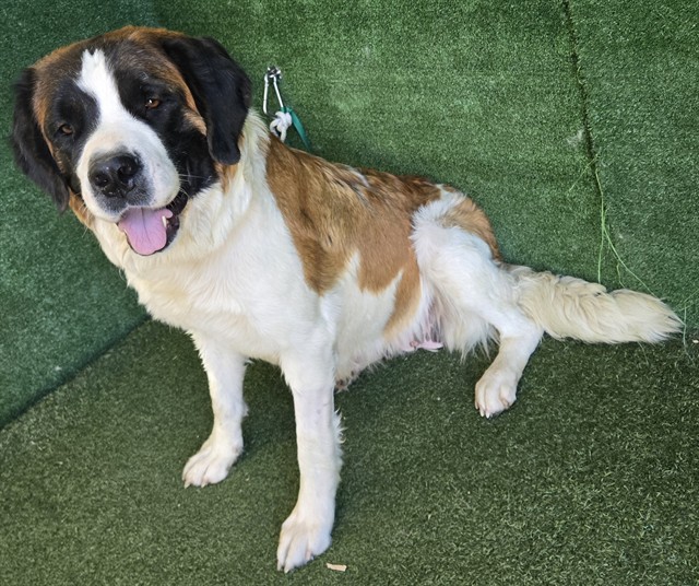 Lucy, a Saint Bernard St. Bernard, available for adoption