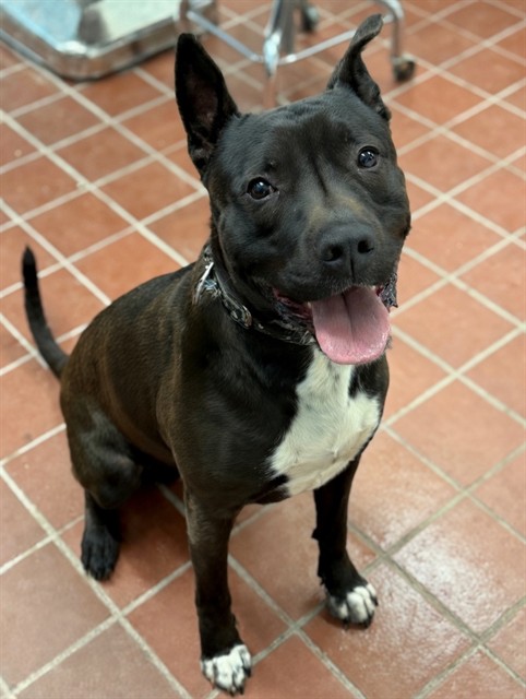 Gizmo, a Bullmastiff, available for adoption