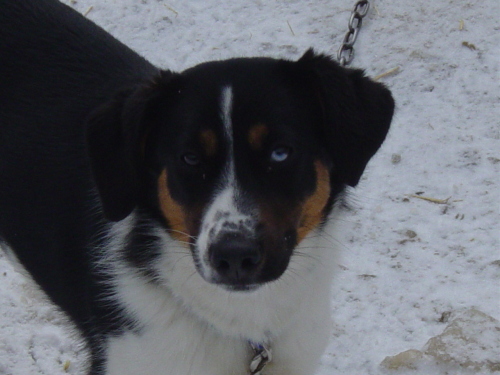 Main Photo of this Dog