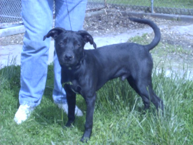 Other Photos of thie Dog