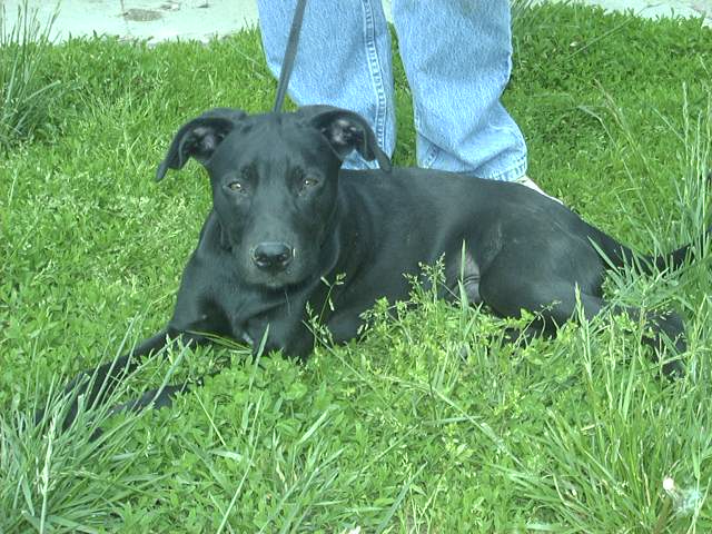 Other Photos of thie Dog