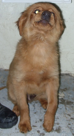 Other Photos of thie Dog
