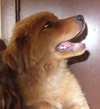 Other Photos of thie Dog