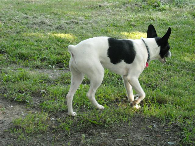 Other Photos of thie Dog