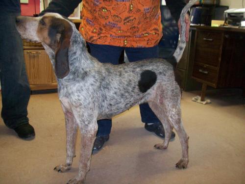 Other Photos of thie Dog