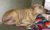 Other Photos of thie Dog