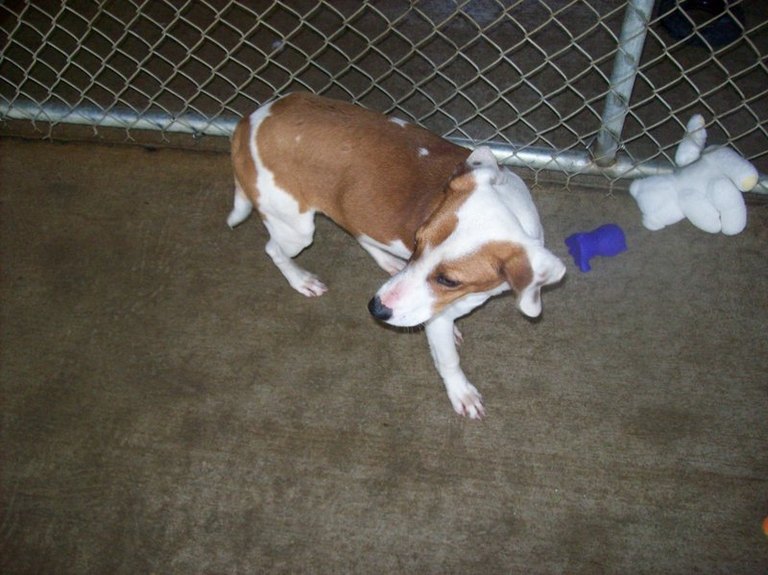Other Photos of thie Dog
