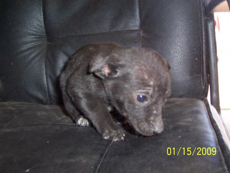 Other Photos of thie Dog