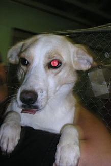 Other Photos of thie Dog