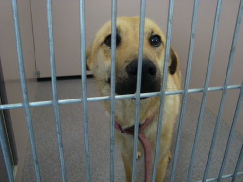 Other Photos of thie Dog