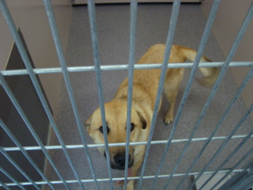 Other Photos of thie Dog