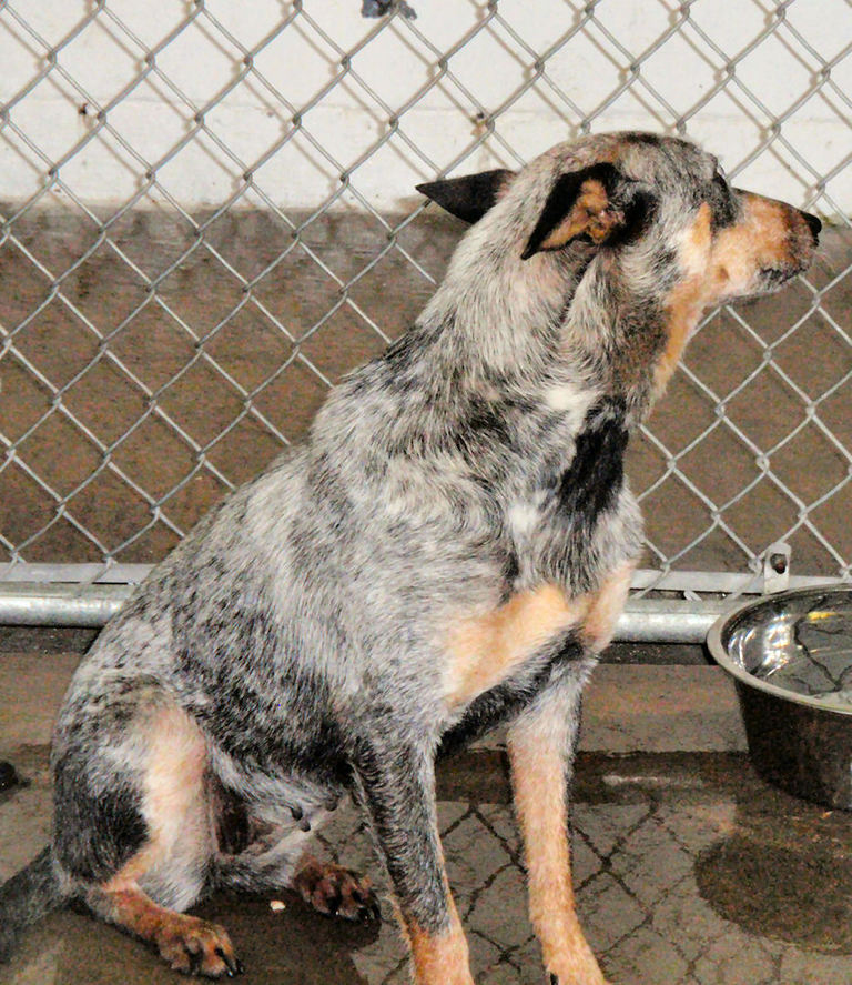Other Photos of thie Dog