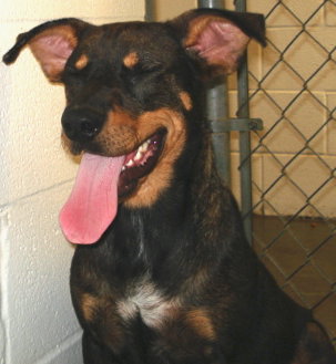 Other Photos of thie Dog
