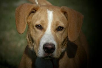 Other Photos of thie Dog