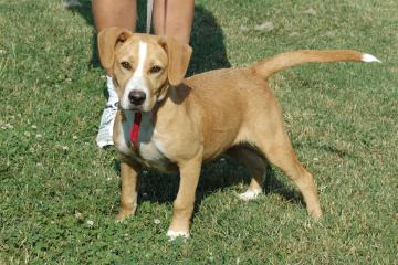 Other Photos of thie Dog