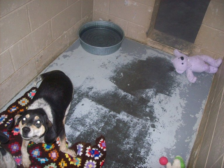 Other Photos of thie Dog